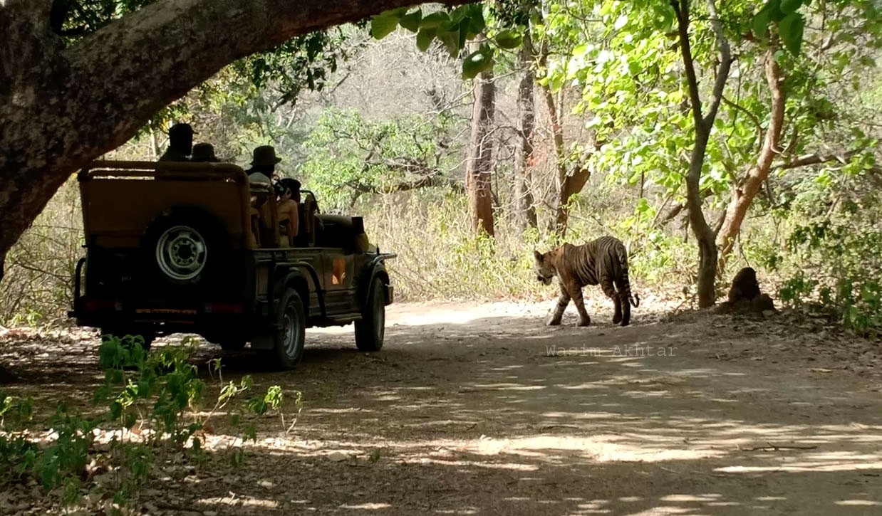 Ranthambore Tiger Safari