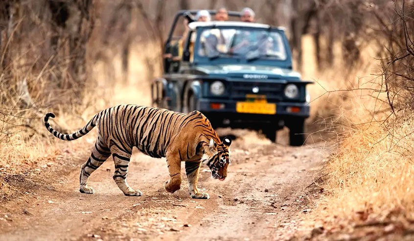 Ranthambore-Jeep-Safari