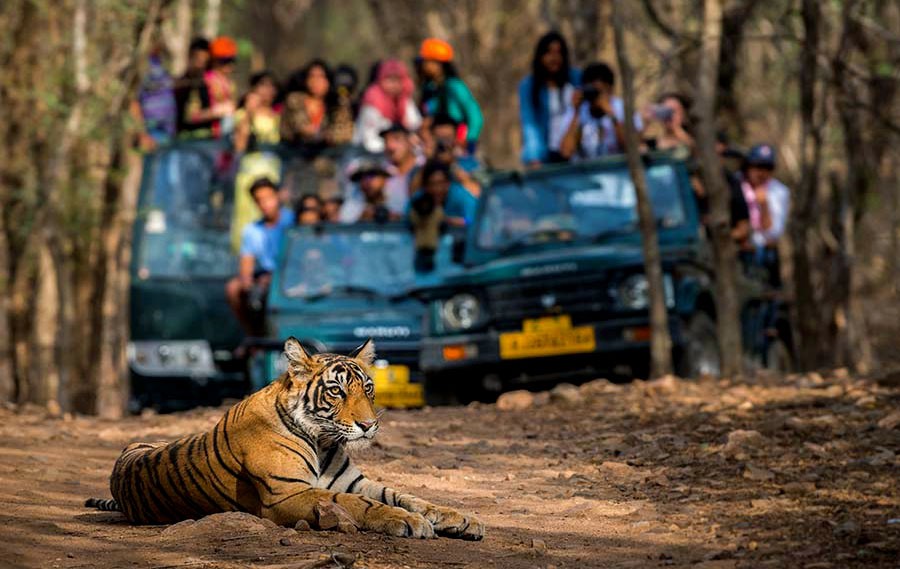 Ranthambore National Park Safari