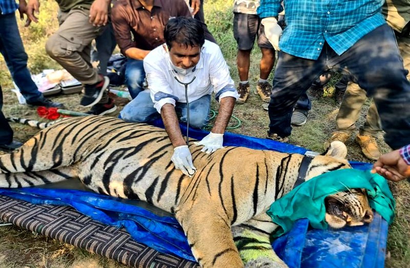 Tiger-T-113-shift-to-Sarisk_20221017-121936_1