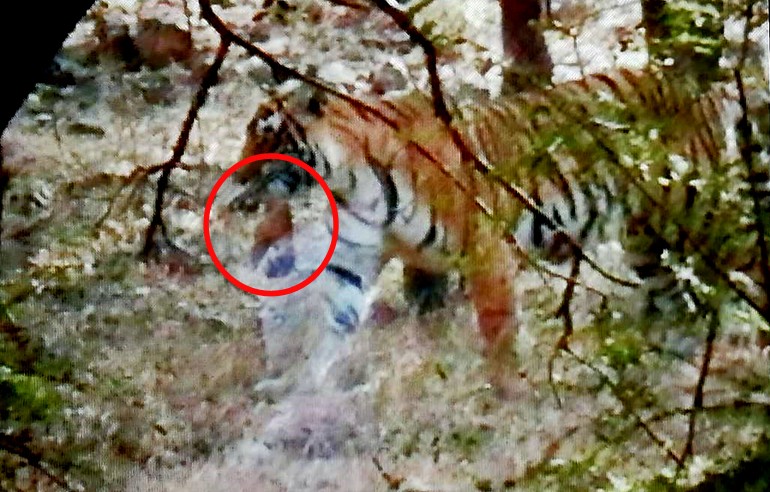 Tigress Riddhi with Cubs Ranthambore