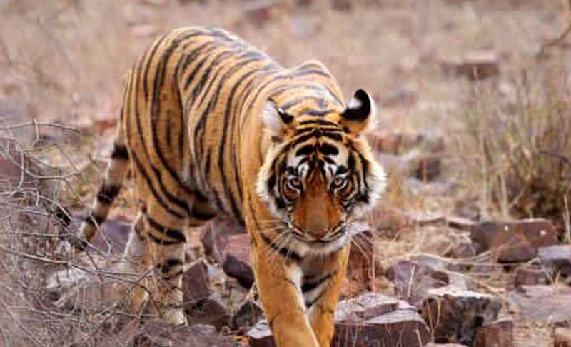 Tigress-Riddhi-T-124-Ranthambore