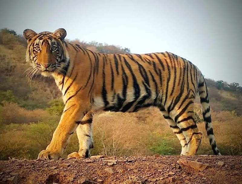 T-114-in-Ranthambore