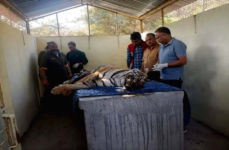 Tigress t 114 death in Ranthambore