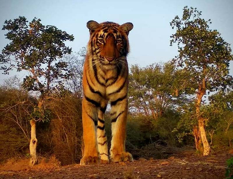Tigress T-114  Ranthambore