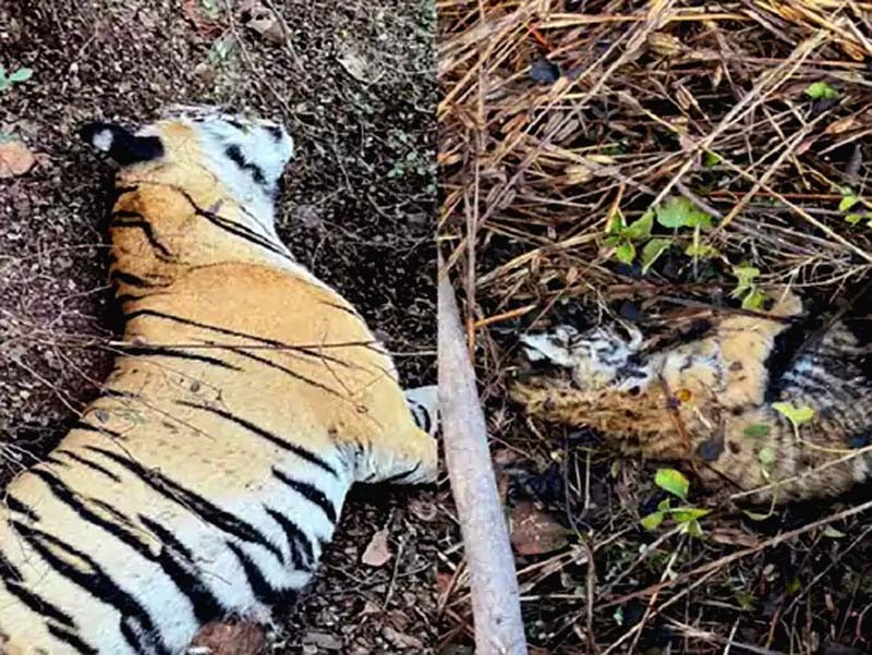 Tigress T 114 and one of her cubs found dead