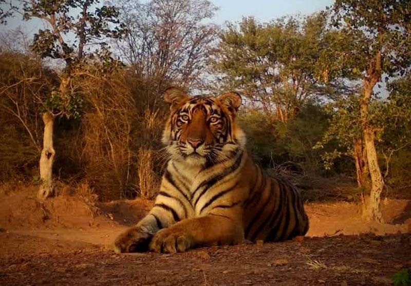 Tigress T-114 in Ranthambore