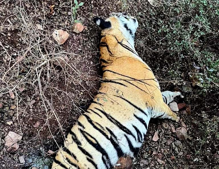 Tigress T 114  found dead in Ranthambore