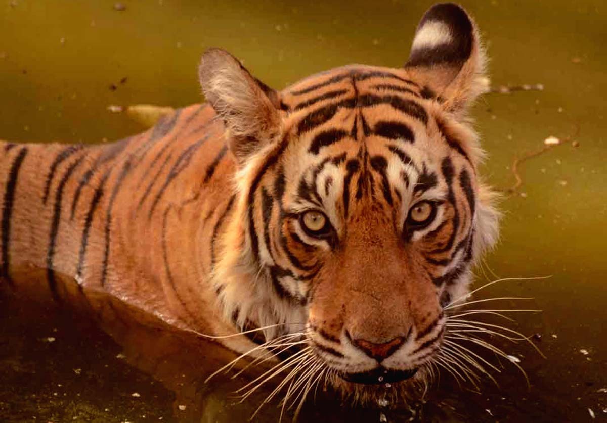 Tigress-T-19-Krishna-Ranthambore