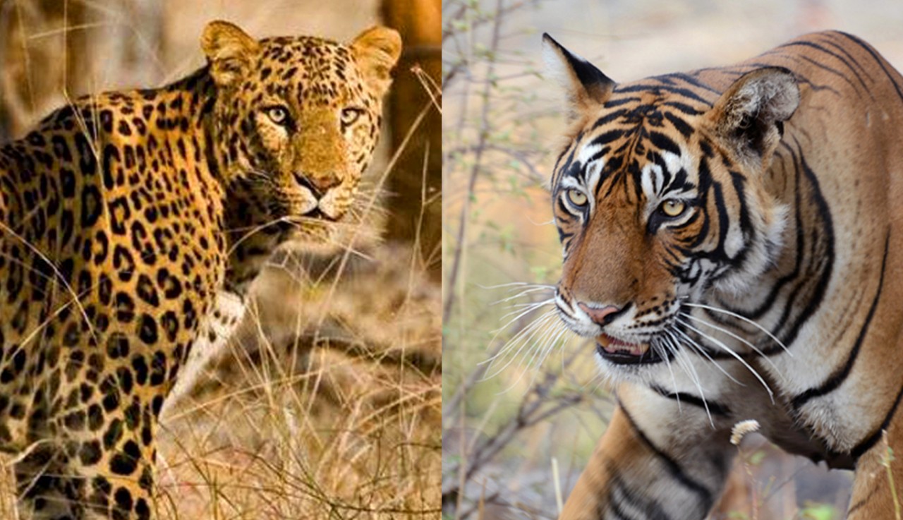 tiger-leopar_20230214-134351_1