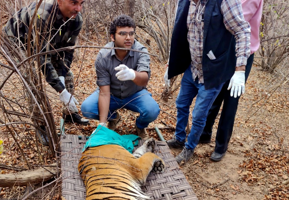 Tigress-T-134-shiftingt-from-ranthambore-to-Sarisk_20230310-104541_1