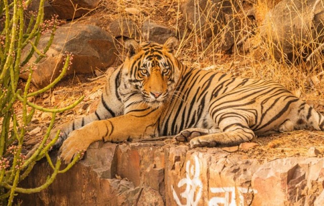 The conflict between the Tigers T42 and T 109 for territory in Ranthambore