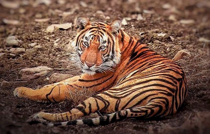Tiger T 104 in Ranthambore
