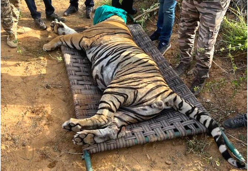 Tiger-T-104-Shifted-to-Udaipur