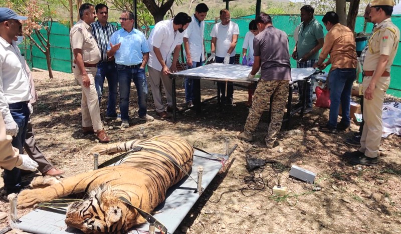 Tiger t 104 died in udaipur