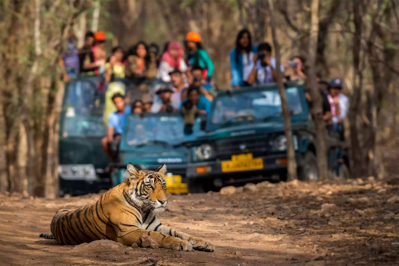 Ranthambore National Park will be closed for jungle safari on every Wednesday.
