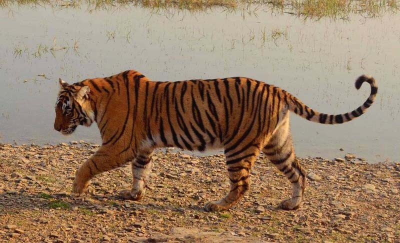 Tigress Riddhi T 124 Ranthambhore
