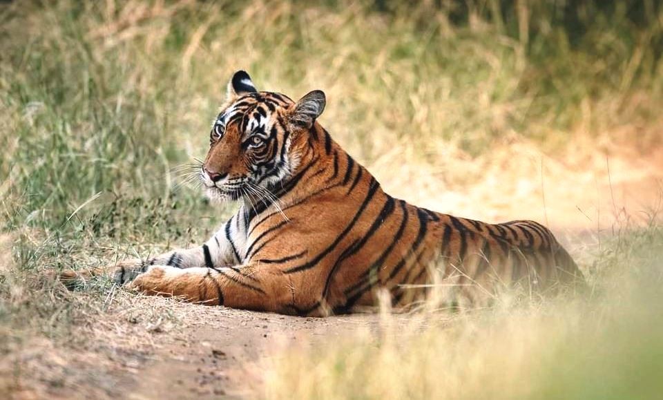 Tigress-Riddhi-Ranthamore