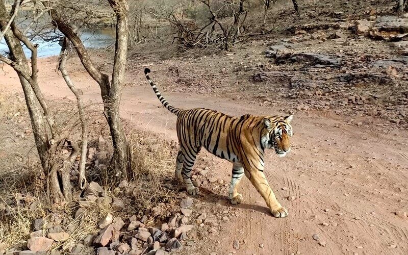 Riddhi T 124 Ranthambhore
