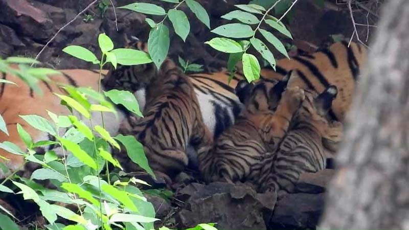 Tigress Arrowhead with cubs