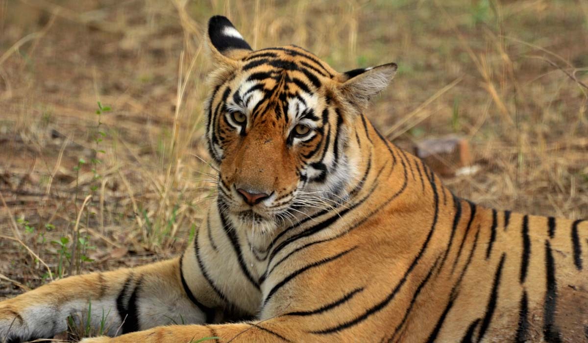 Tigress-Arrowhead-T-84-Ranthambore