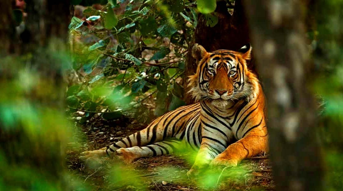 Ranthambore-Tiger