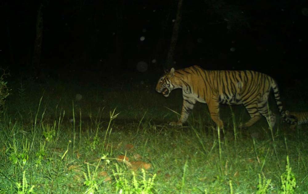 Tigress Sultana with cubs ranthambore 