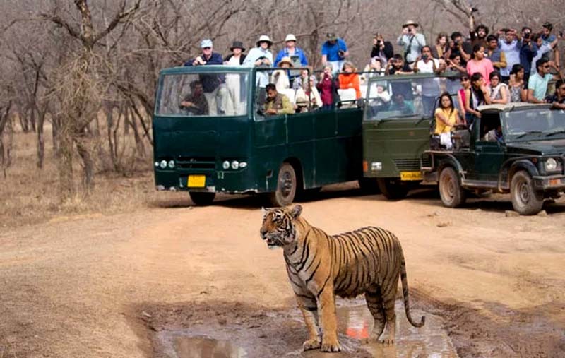 Ranthambore Canter and Jeep Safari 