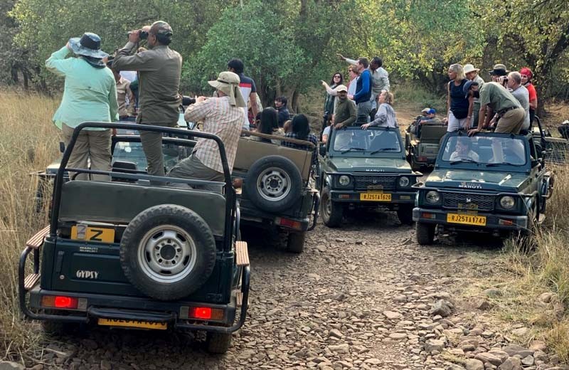 Ranthambore National Park Jungle Safari 