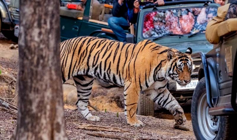 Ranthambore Tiger Safari 