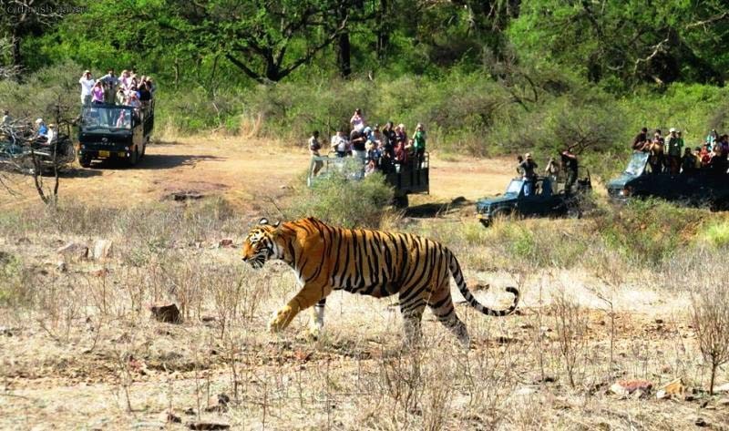Ranthambore Jungle Safari 