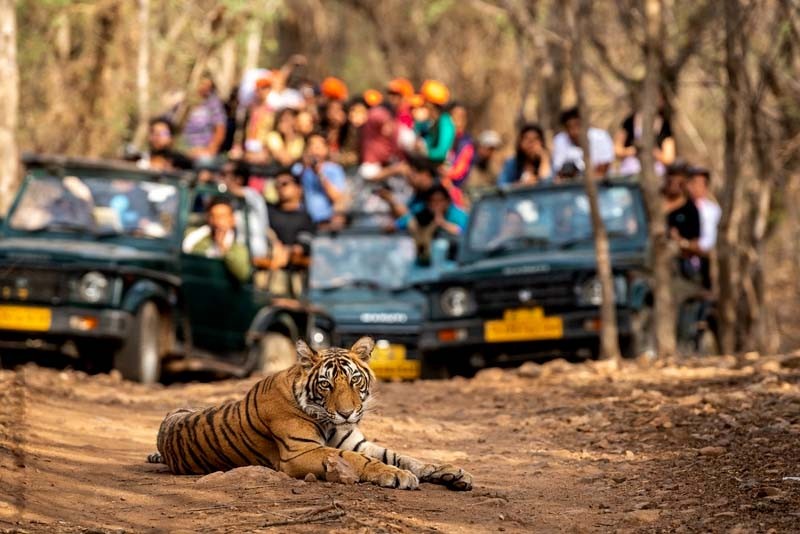 Ranthambore National Park Safari 