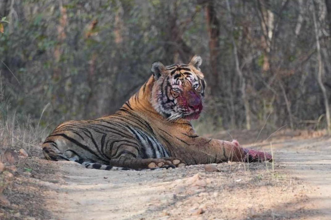 Ranthambhore-Tiger