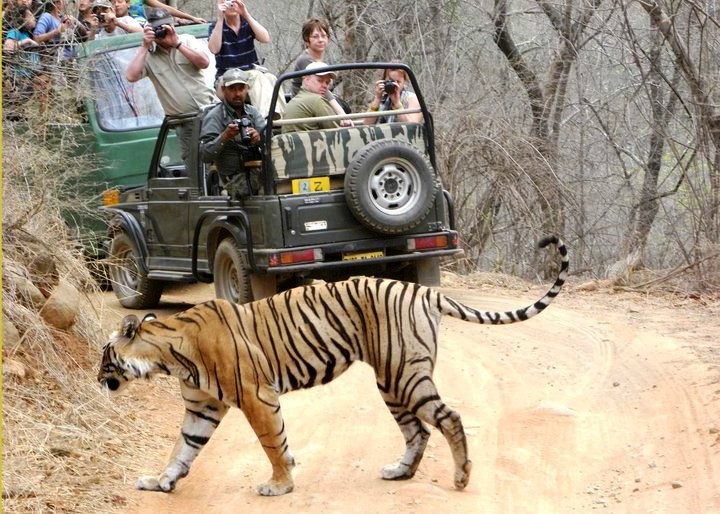 Ranthambore-National-Park-World-Tourism-Day