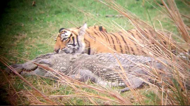 Ranthambore's famous tigress Riddhi and her three cubs hunt a crocodile in Zone 3 of Ranthambore National Park