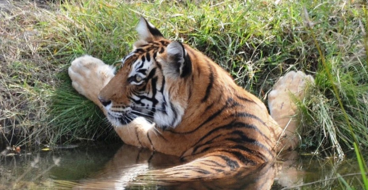 Tigress-T-8-Ranthambore