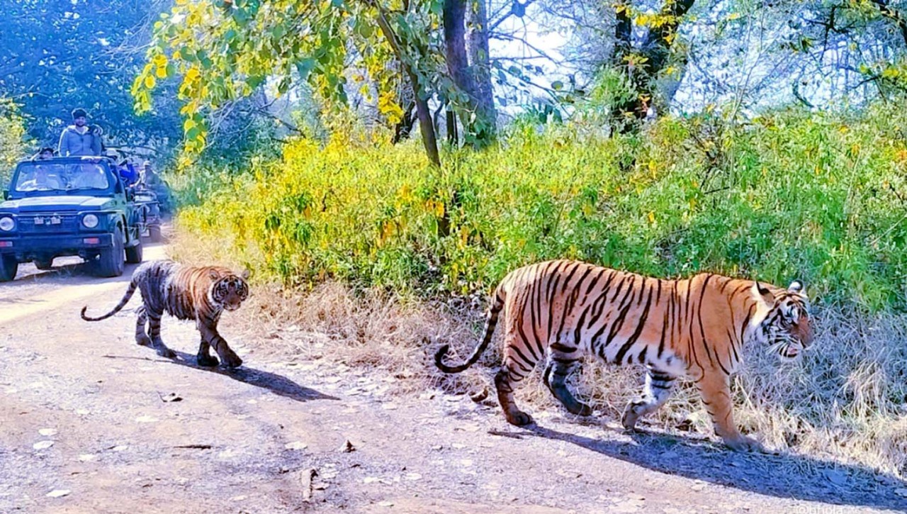 Ranthambore-National-Park-Safari