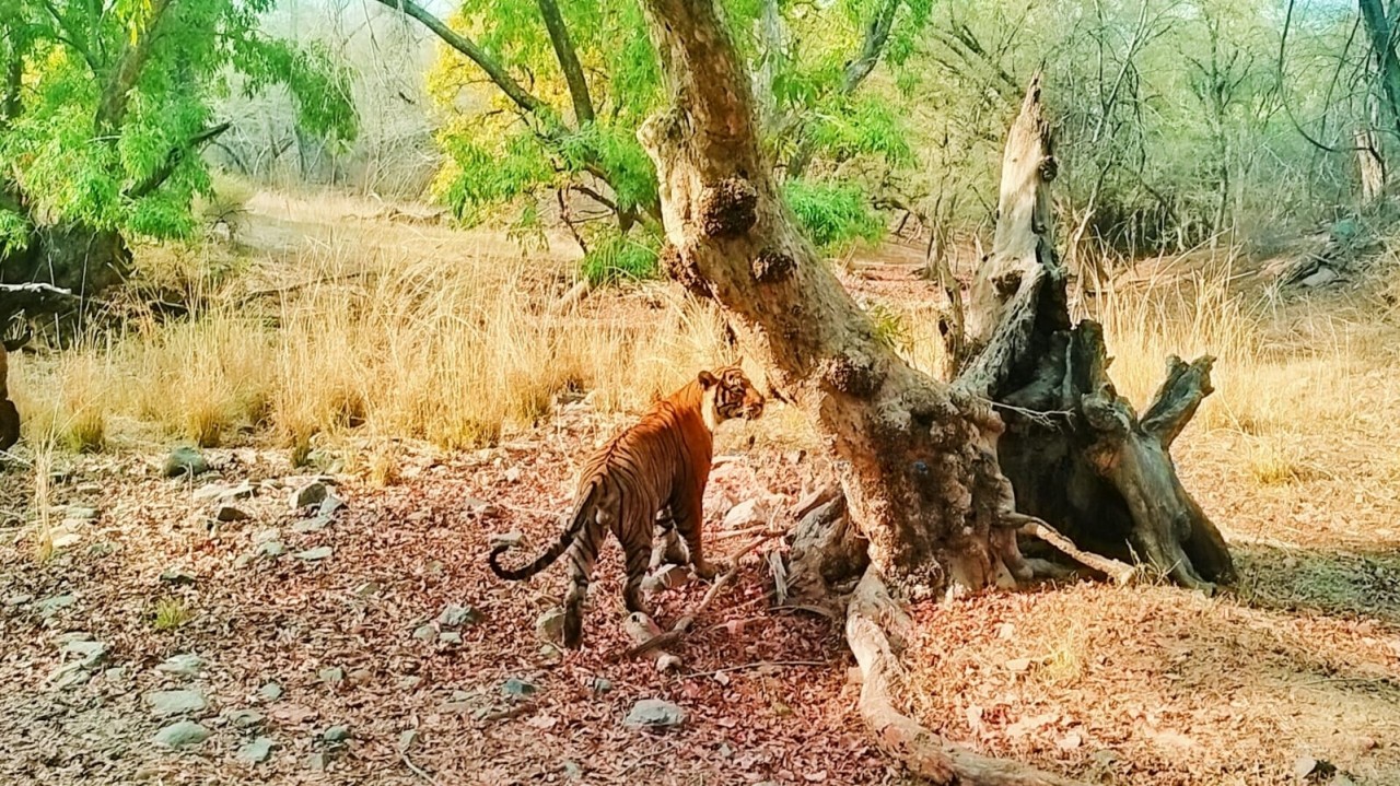 Ranthambore Tiger Safari