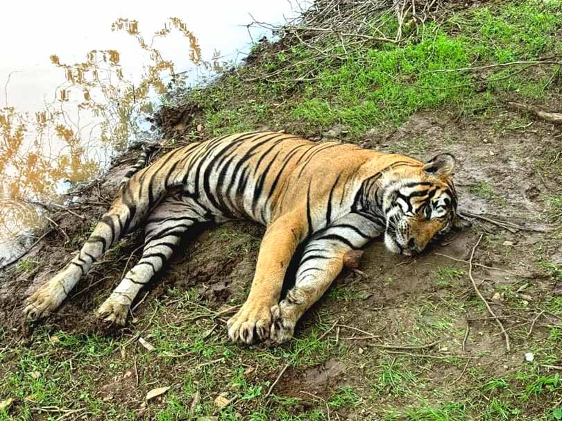 Tiger T 58 Found Dead in Ranthambore 