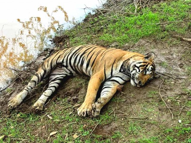 Tiger T 58 Found Dead in Ranthambore After Morning Buffalo Hunt