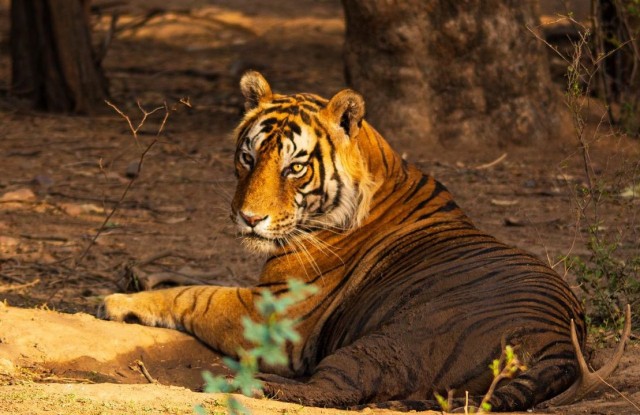 Exploring Ranthambore: Updated Weekly Closure Schedule for Safari Zones