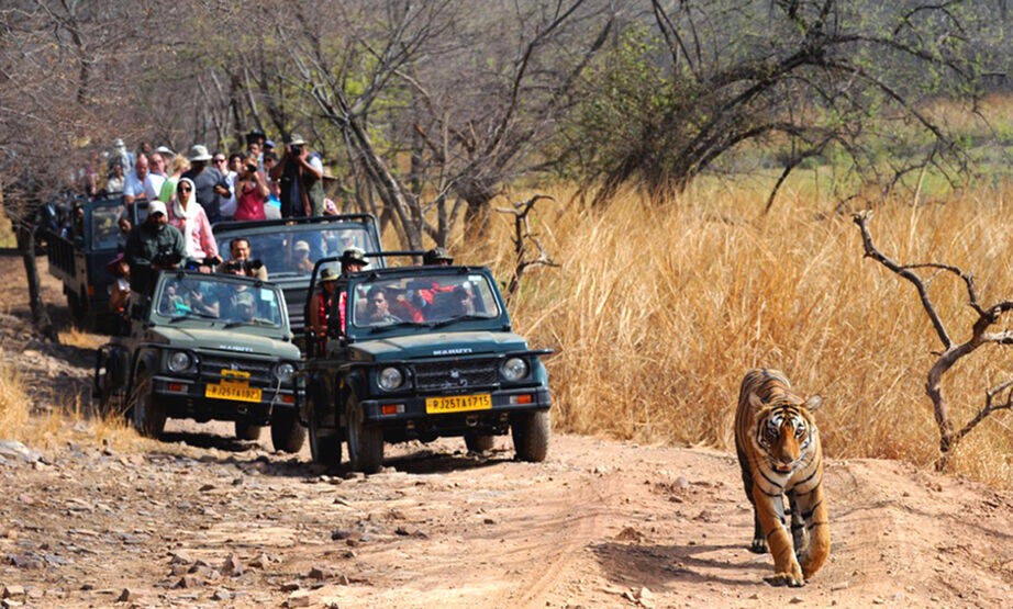 Ranthambore-Online-booking