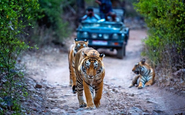 7 Easy Ways to Book Ranthambore Safari Tickets Online in 2025