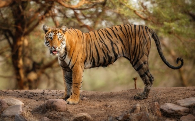 Tiger Reserve and Zoo Officials in Rajasthan are on High Alert due to Coronavirus