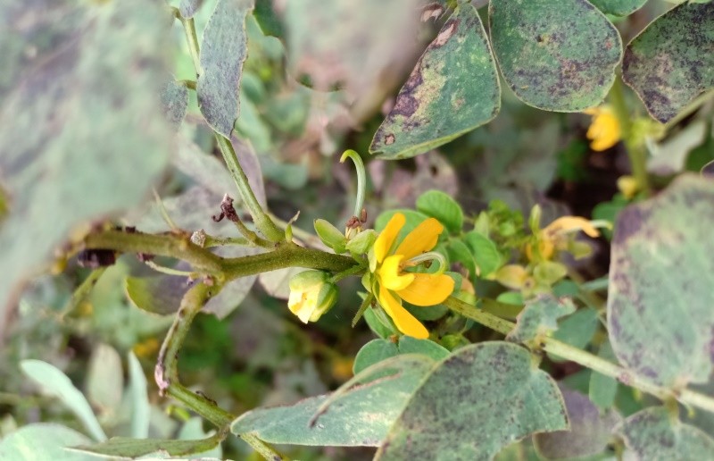 ​Cassia Tora flower