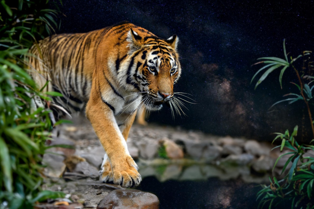 Majestic-Tiger-Sightings--ranthambhorenationalpark.in-min
