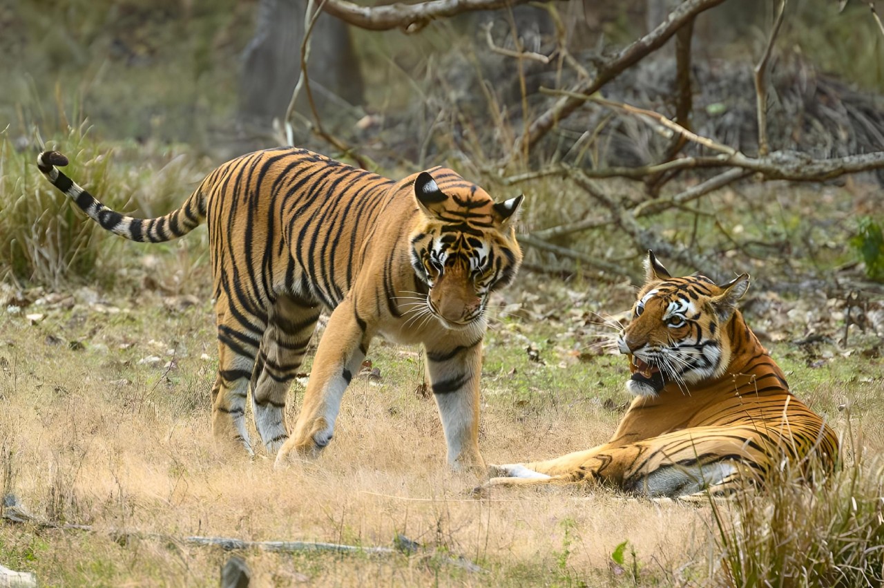 Rich-Wildlife-Diversity--ranthambhorenationalpark.in