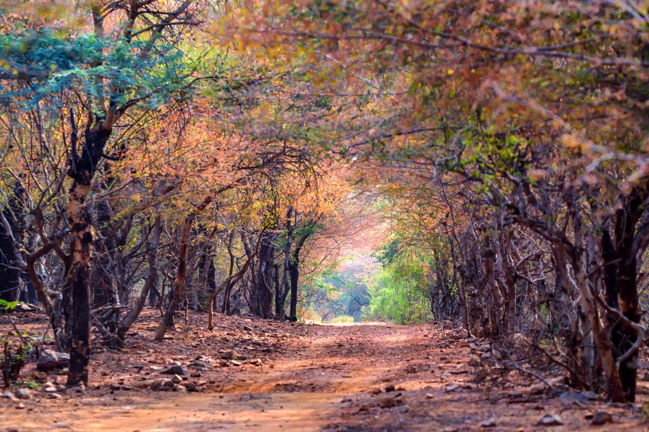 Stunning-Landscapes--ranthambhorenationalpark.in-min