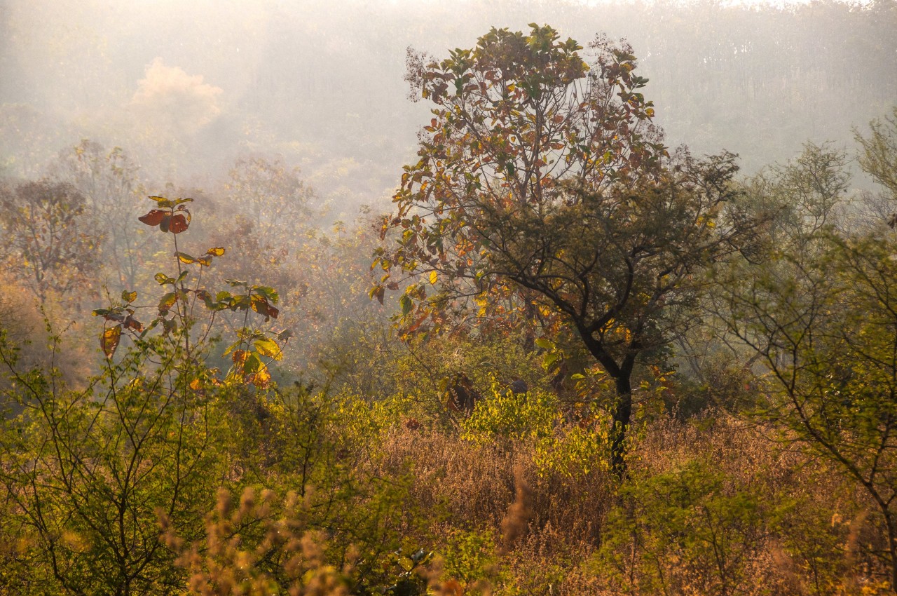 Various-Safari-Zones--ranthambhorenationalpark.in-min-min