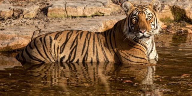 Tiger T 104 Captured in Bhid Enclosure of Ranthambore, Now NTCA will decide its Fate